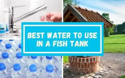 What is the Best Water to Use in a Fish Tank
