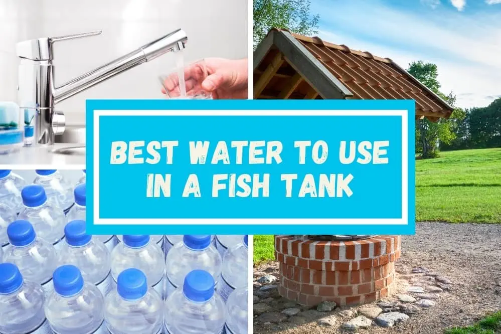 Best Water to Use in a Fish Tank