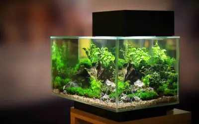 How do You Lower the Ammonia Level in a Fish Tank