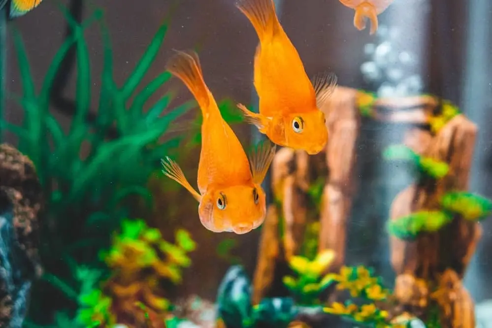 Signs of Happy and Healthy Fish