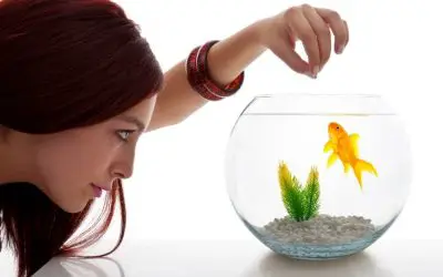 What Can I Feed My Fish If I Run Out of Food