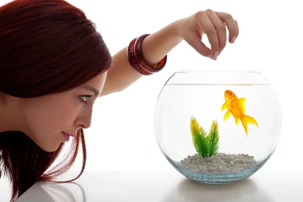 What can i feed my fish if i run out of food