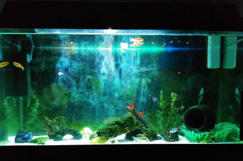 Is It Better To Leave Aquarium Light On Or Off Fish Keeper Guide