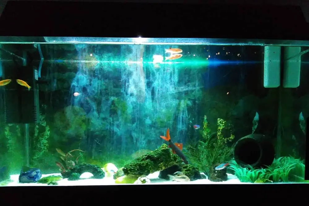 Is it Better to Leave Aquarium light On or Off
