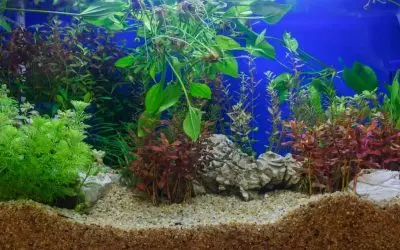 11 Beginner Planted Aquarium Mistakes