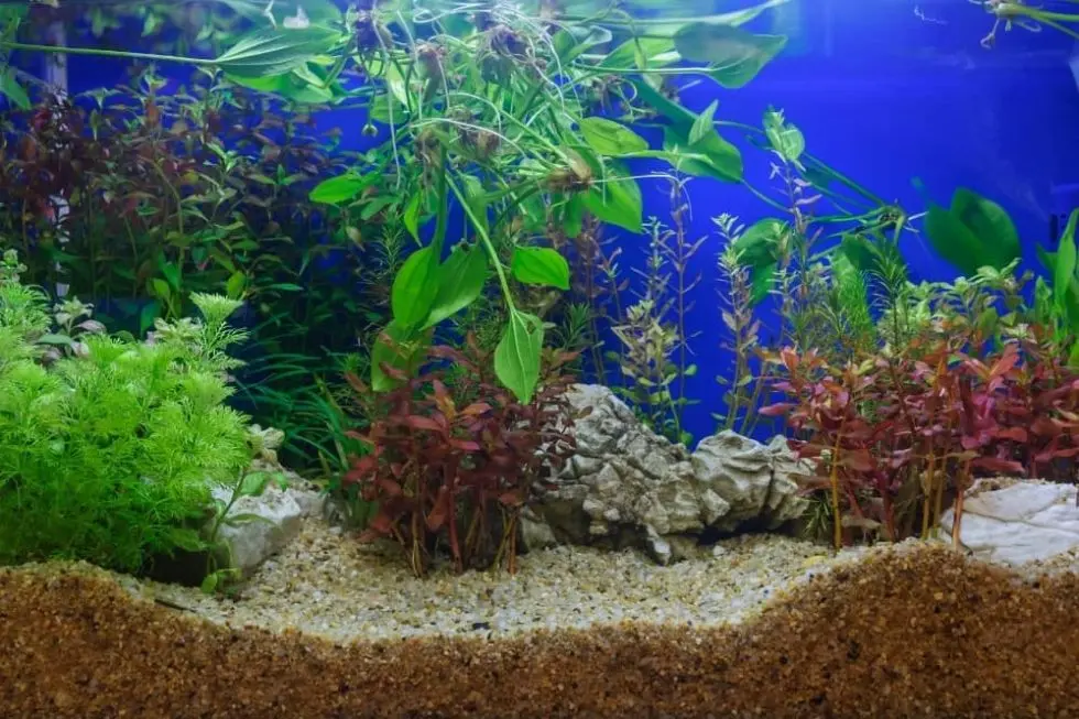 11 Beginner Planted Aquarium Mistakes | Fish Keeper Guide