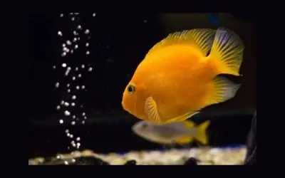Are Air Pumps Necessary For Fish Tanks?