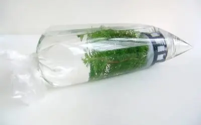 How Long Can Aquarium Plants Stay In A Bag