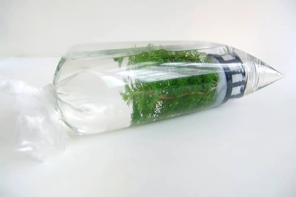How long can aquarium plants stay in a bag