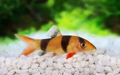 Why Do Fish Lay At The Bottom Of The Tank?