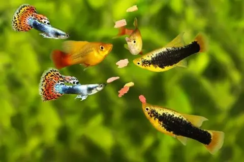 Why Is My Fish Not Eating? | Fish Keeper Guide