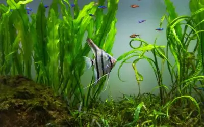 Are Dead Plants Bad for Aquariums?
