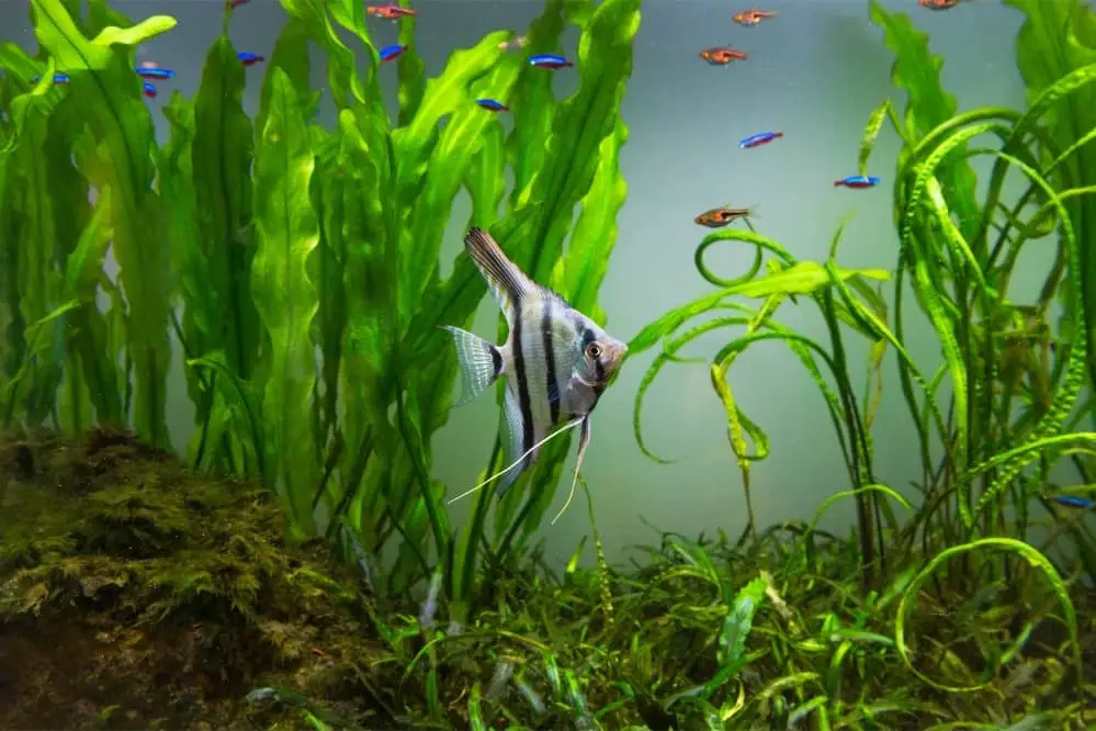 Are Dead Plants Bad for Aquariums
