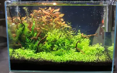 How Do I Change the Filter In My Aquarium Without Losing Bacteria?