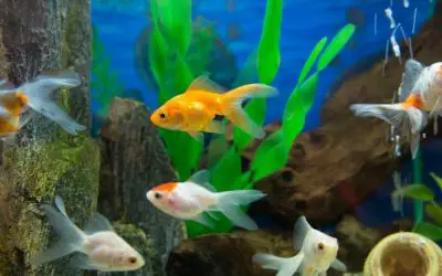 How Do I Increase Good Bacteria In My Fish Tank?