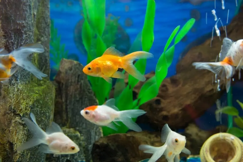 How Do I Increase Good Bacteria In My Fish Tank