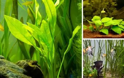 11 Aquarium Plants That Grow in Gravel