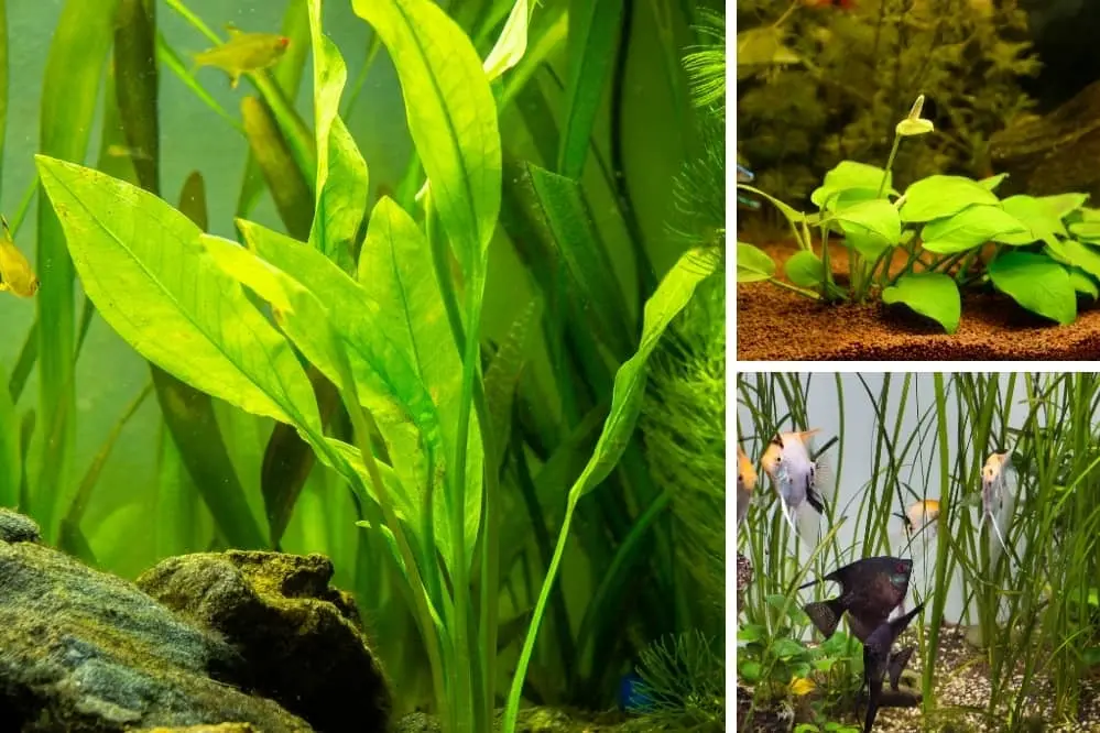 Aquarium Plants That Grow in Gravel