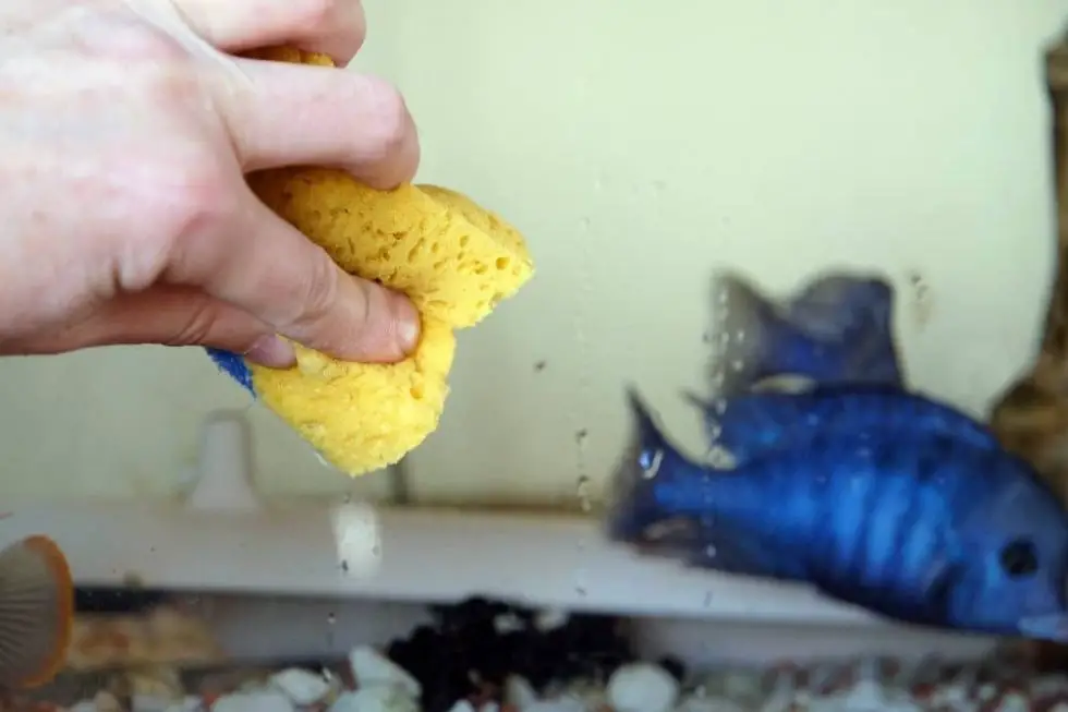 Why Do Fish Die After Cleaning Tank? Fish Keeper Guide