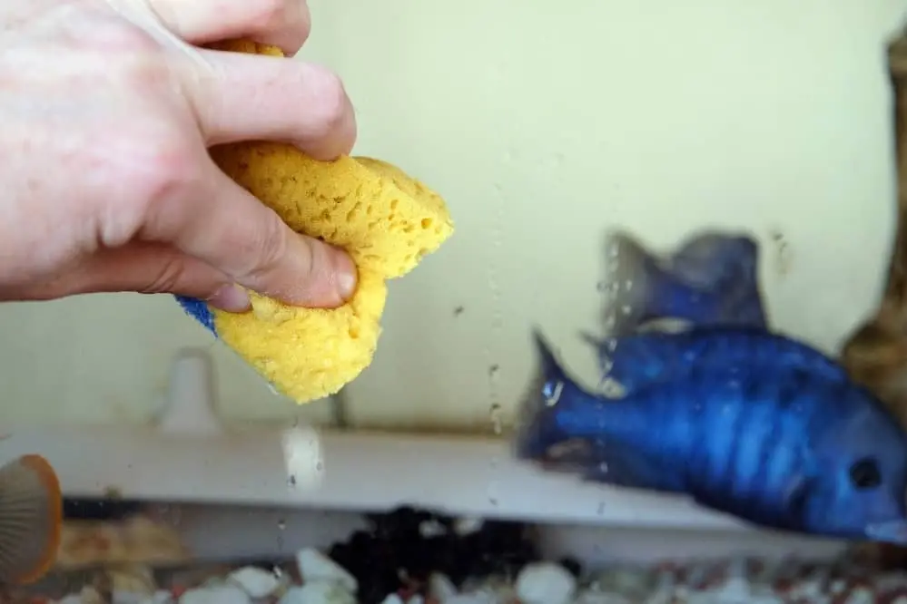 cleaning sponge