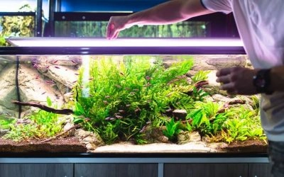 Should a Fish Tank Be Covered?