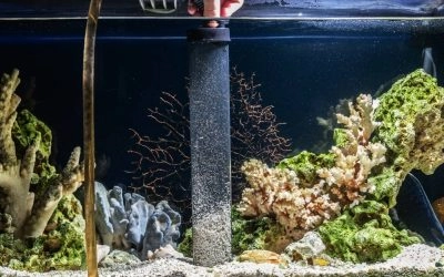 How To Clean Old Aquarium Gravel? ( Without Harming Good Bacteria)