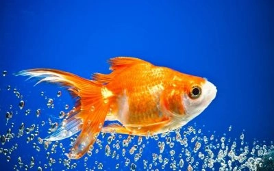 How Often You Should Feed Your Goldfish?