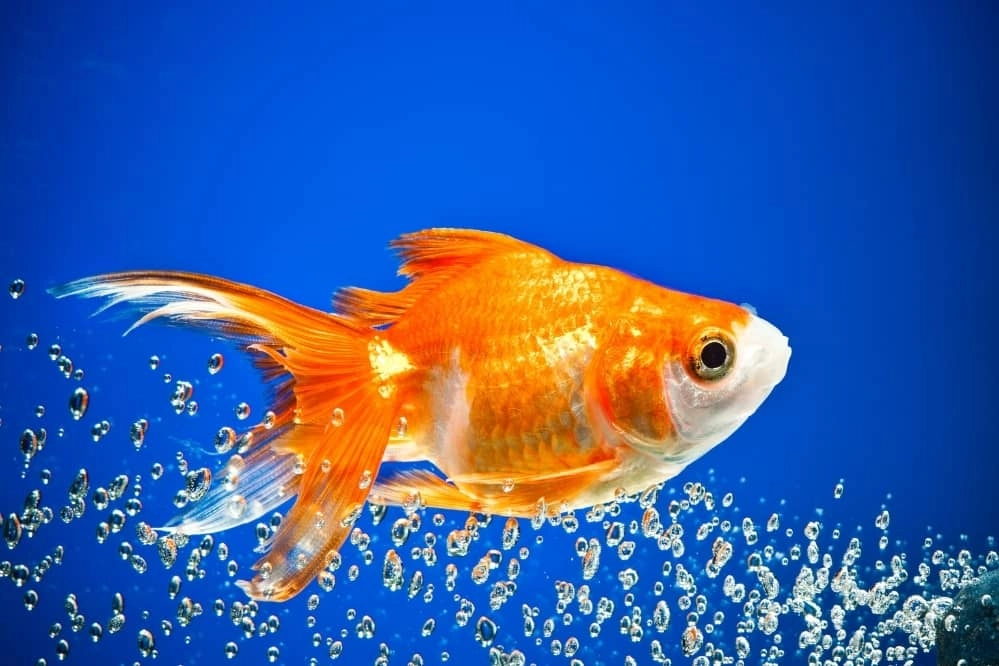 how-often-you-should-feed-your-goldfish-fish-keeper-guide